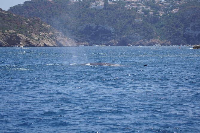 Small Group Dolphin Sunset Tour on Electric Sailing Boat Denia - Dénia departure, Benidorm confusion, and timing