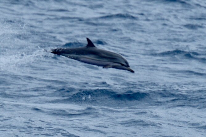 Small Group Dolphin Sunset Tour on Electric Sailing Boat Denia - Who will enjoy this trip most