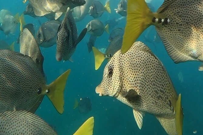 Snorkel & Sunset Sail in Cabo San Lucas - Who will enjoy this Cabo cruise most