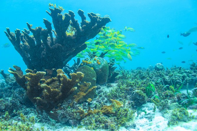 Snorkeling in Isla Mujeres, Luxury Sailing- PRIVILEGE - Snorkeling From the Boat