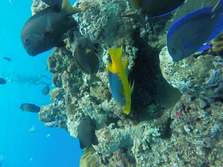 Sosua Catamaran Excursion - Who will enjoy this catamaran day