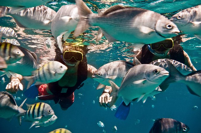 Sunset Catamaran and Snorkeling Cruise At Carlisle Bay - Who Will Enjoy This Cruise Most