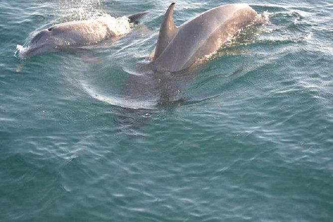Sunset Dolphin Sail Aboard the Footloose Catamaran - Key points to know before boarding