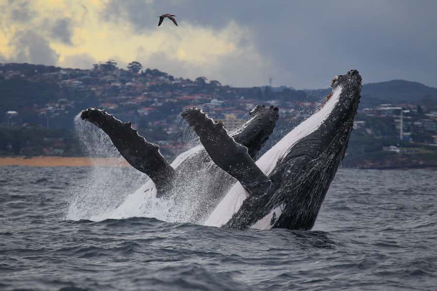 Sydney: Discovery Whale Watching Tour by Catamaran - Key details before you book