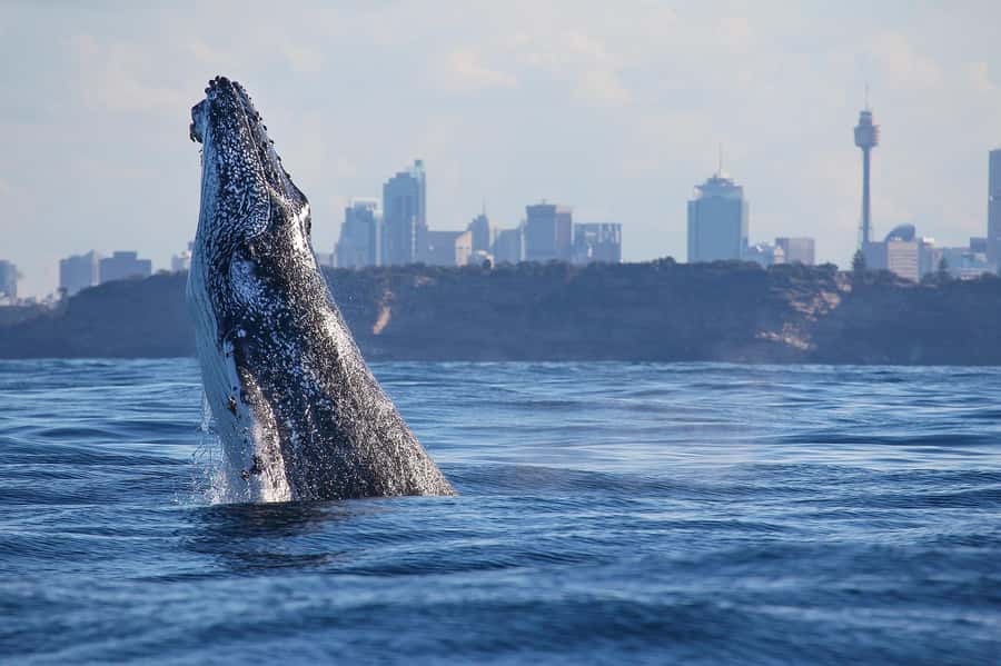 Sydney: Discovery Whale Watching Tour by Catamaran - From Darling Harbour to the open Pacific