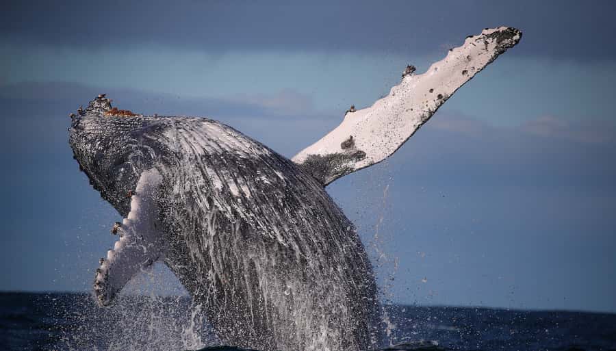 Sydney: Discovery Whale Watching Tour by Catamaran - Choosing the best viewing spot on Fantasea Avalon