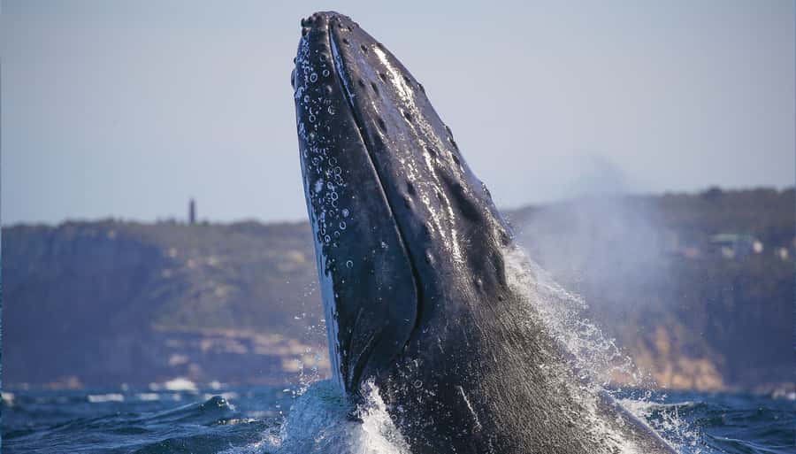 Sydney: Discovery Whale Watching Tour by Catamaran - What happens once you reach the whale grounds