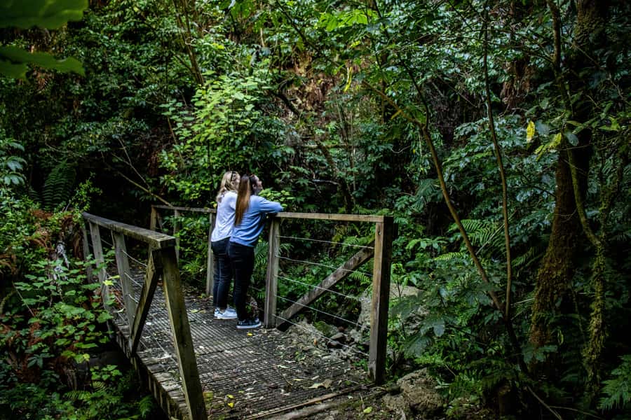 Taupo: Lake Taupo Western Bays Catamaran Tour with Bush Walk - What the 90 minutes really includes