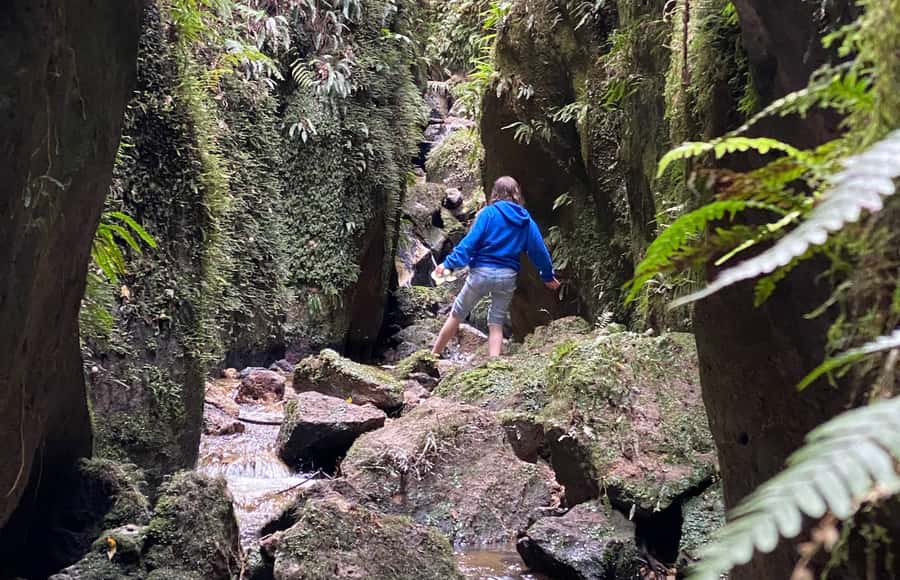 Taupo: Lake Taupo Western Bays Catamaran Tour with Bush Walk - Who will enjoy this catamaran trip?
