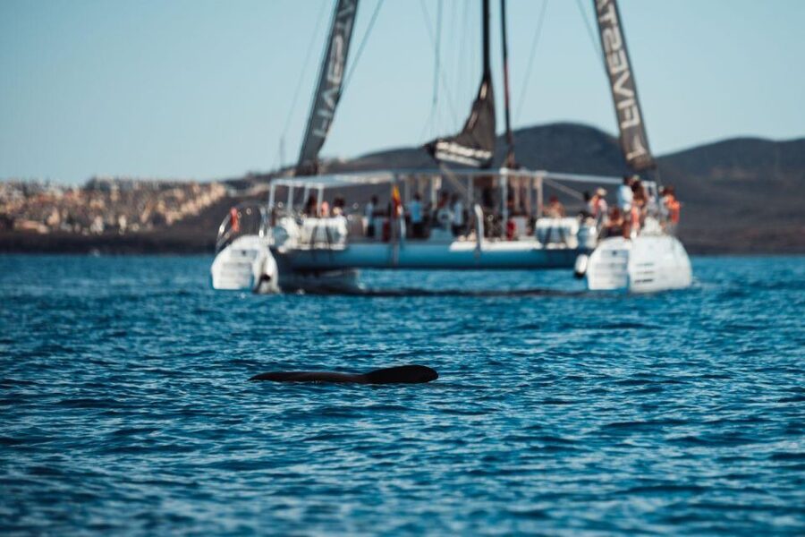 Tenerife: Catamaran Cruise with Brunch and Unlimited Drinks - The coast from Playa de las Américas to Palm-Mar