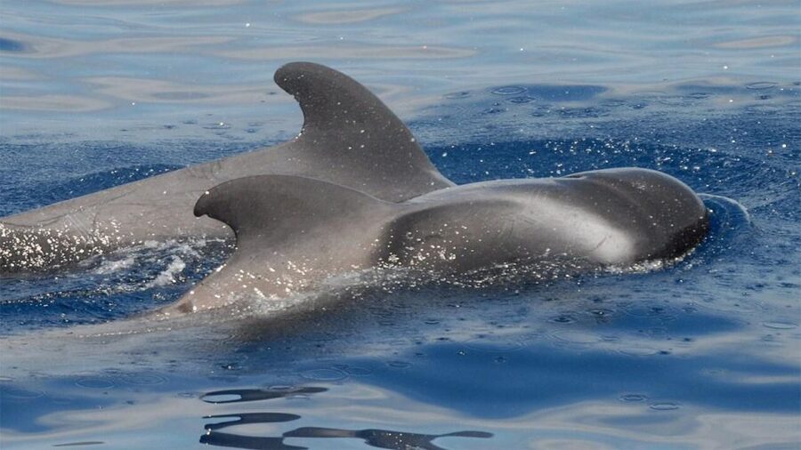 Tenerife: Eco-Yacht Whale and Dolphin Watching and Swimming - Key points at a glance