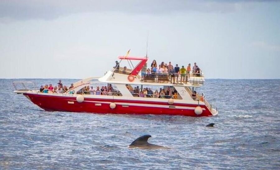 Tenerife: Eco-Yacht Whale and Dolphin Watching and Swimming - Should you book Travelin Lady?