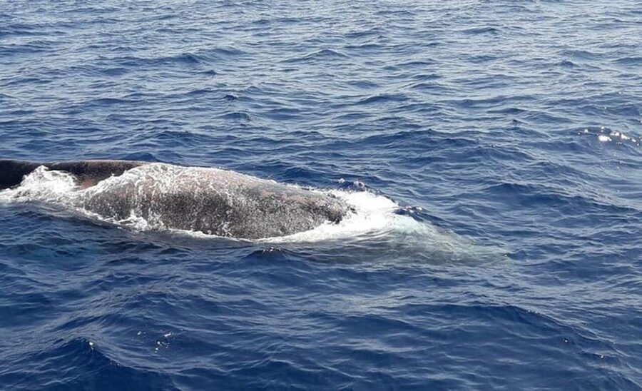 Tenerife: Eco-Yacht Whale and Dolphin Watching and Swimming - What is included for $13