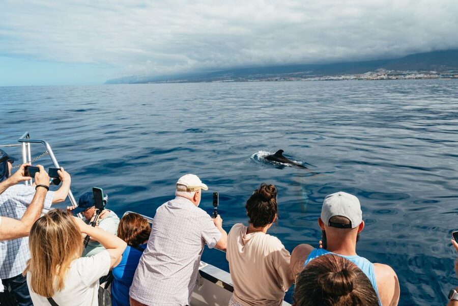 Tenerife: Eco-Yacht Whale and Dolphin Watching and Swimming - The small details that make the trip work