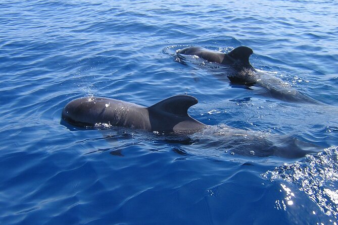 Tenerife Los Cristianos: Whale and Dolphin Eco-Yacht and Swim Stop - What makes this Tenerife boat trip worth considering