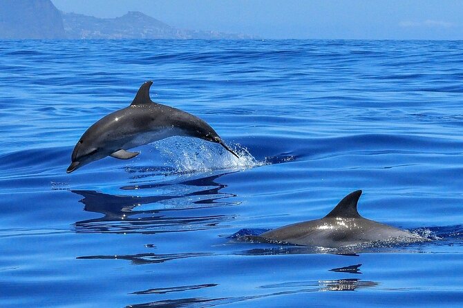 Tenerife Los Cristianos: Whale and Dolphin Eco-Yacht and Swim Stop - Leaving Los Cristianos for the Palm Mar coast