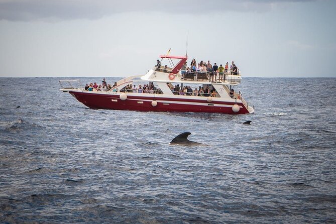 Tenerife Los Cristianos: Whale and Dolphin Eco-Yacht and Swim Stop - The swim and snorkel stop