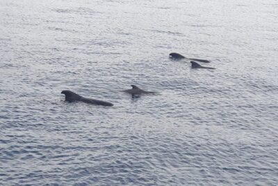 Whale and Dolphin Eco-Yacht and Swim Stop