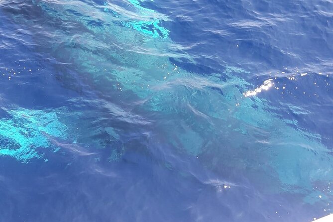 Tenerife Los Cristianos: Whale and Dolphin Eco-Yacht and Swim Stop - Choosing a departure time