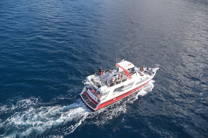 Tenerife Los Cristianos: Whale and Dolphin Eco-Yacht and Swim Stop - What the $18.10 price really buys