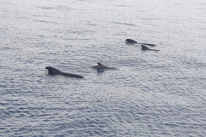 Tenerife Los Cristianos: Whale and Dolphin Eco-Yacht and Swim Stop - The Cave of Love and the coastal views
