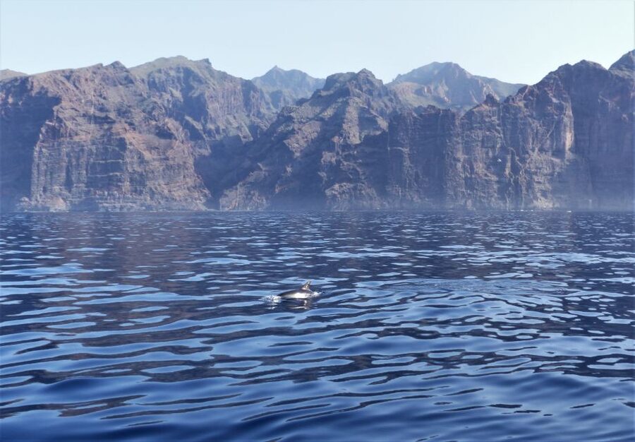 Tenerife: Los Gigantes Whale Watching Cruise by Sail Boat - Practical details before you book