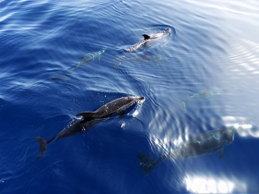 Tenerife: Los Gigantes Whale Watching Cruise by Sail Boat - Sailing beneath the cliffs of Los Gigantes