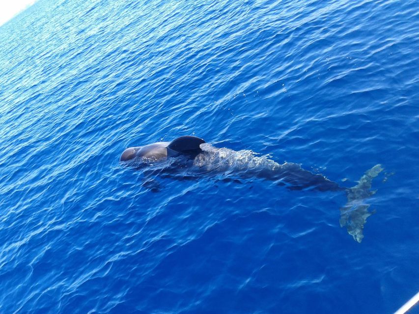 Tenerife: Private or Group 3 Hour Sailing Cruise with Drinks - Watching for Dolphins and Whales