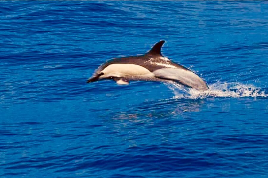 Tenerife: Sailboat Tour Whale Watching Food and Snorkeling - Why pilot whales are the star of the trip