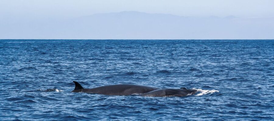 Tenerife: Sailboat Tour Whale Watching Food and Snorkeling - Lunch, drinks, and the relaxed pace