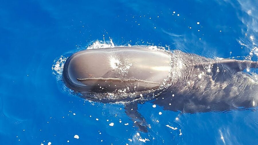 Tenerife: Sailboat Tour Whale Watching Food and Snorkeling - Meeting the crew at Puerto Colón