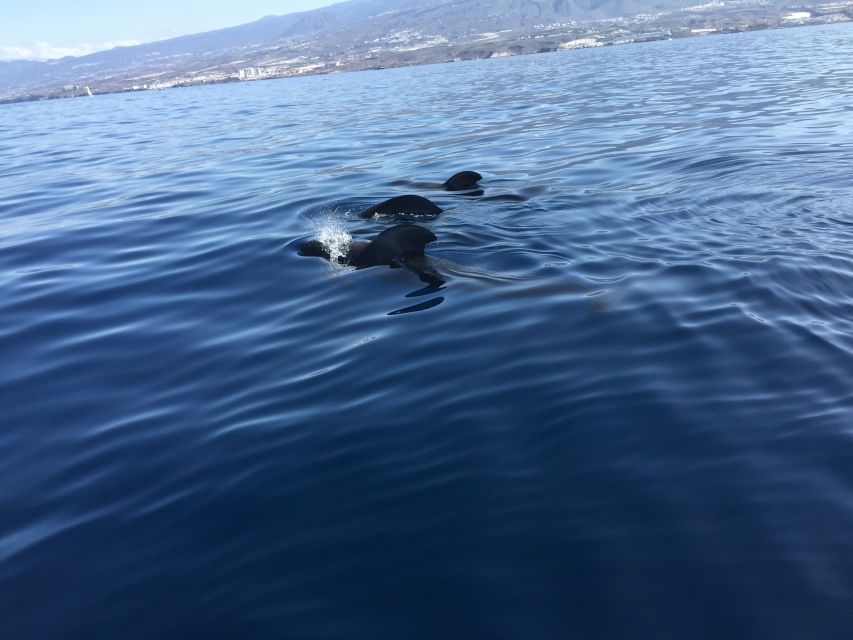 Tenerife: Sailing Excursion with Whale and Dolphin Watching - Setting out from Puerto Colón