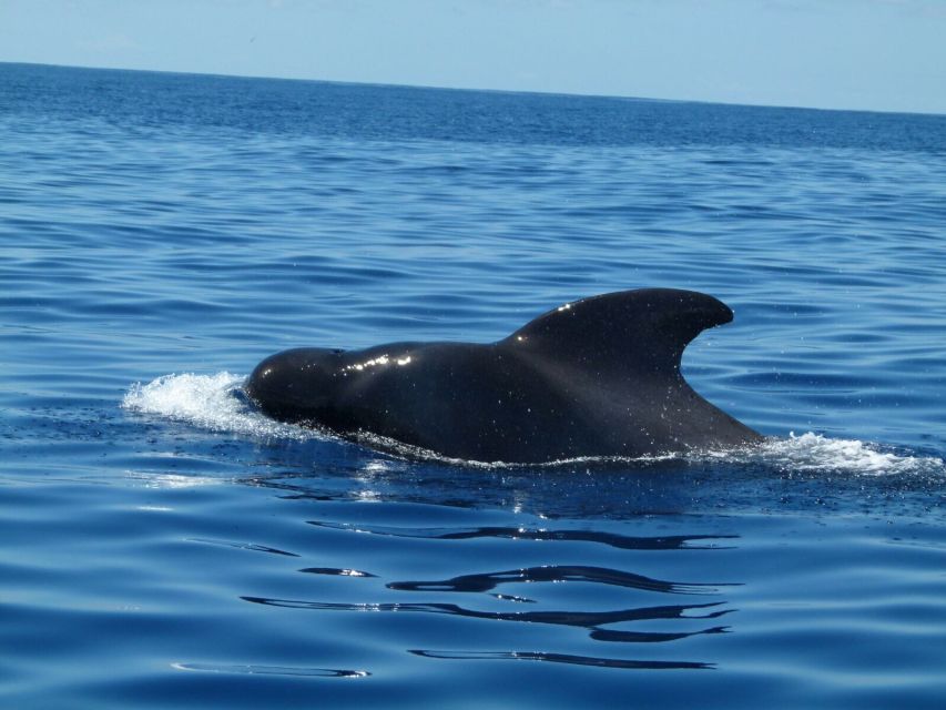 Tenerife: Sailing Excursion with Whale and Dolphin Watching - The swim and snorkel stop in a secluded bay