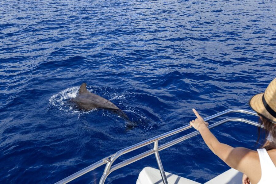 Tenerife: Whale and Dolphin Watching Tour by Sailboat - A Smaller Boat, With a Few Trade-Offs