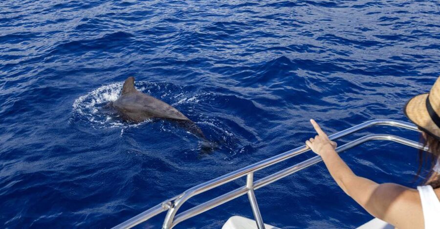 Tenerife: Whale and Dolphin Watching Tour by Sailboat - Watching Pilot Whales in Their Home Waters