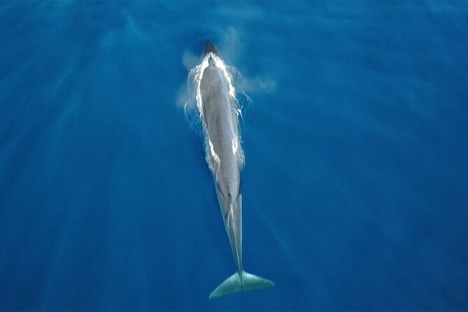 Tenerife Whales and Dolphins Watching Experience in Catamaran - Quick points about this Costa Adeje catamaran trip