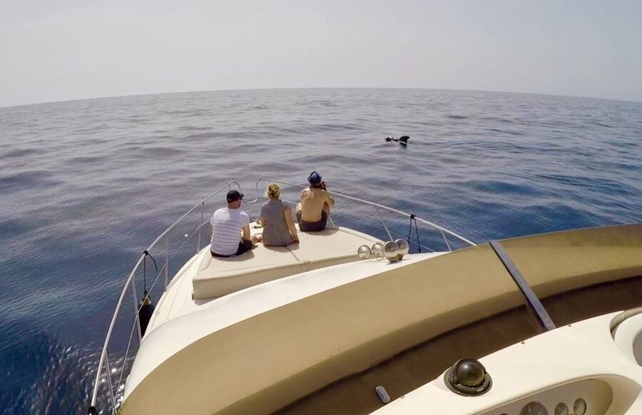 Tenerife: Whales and Snorkeling Tour on a Luxury Yacht - Returning by way of Palm-Mar