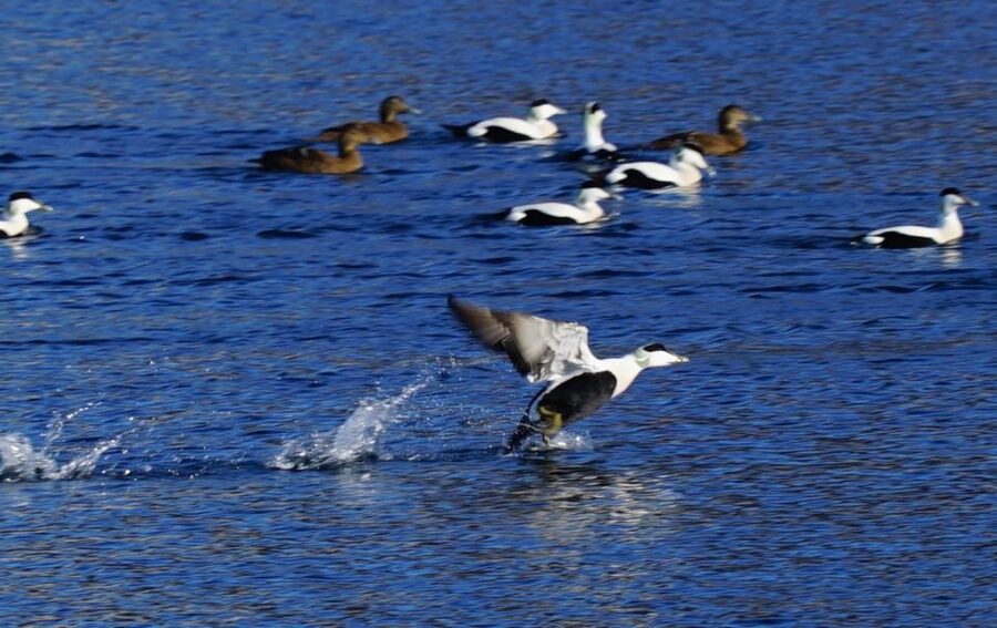 Tromsø: Fjord Cruise by Luxury Yacht - Who will enjoy this three-hour cruise?