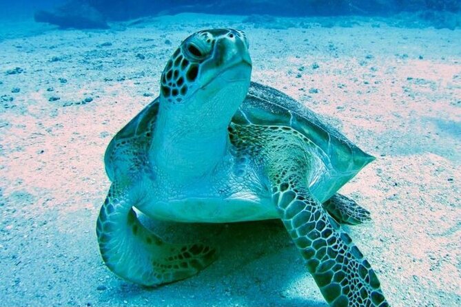 Tropical Catamaran Snorkeling & Sailing - Maho Beach adds a famous island spectacle