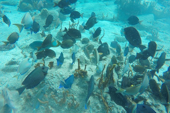 Turtle Cove Catamaran Snorkel and Sail at Little Buck Island STT - Is the $119 price fair?