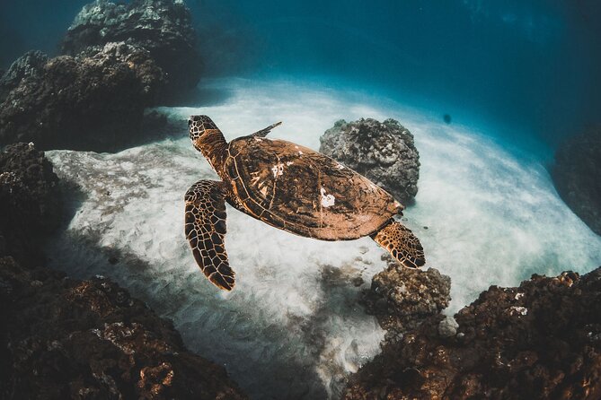 Turtles & Tacos Luxury Catamaran Snorkel - Key things to know before booking