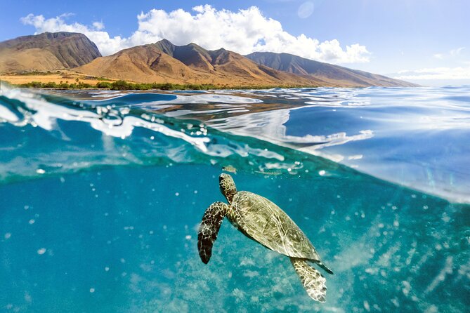 Turtles & Tacos Luxury Catamaran Snorkel - Snorkeling with honu and tropical fish