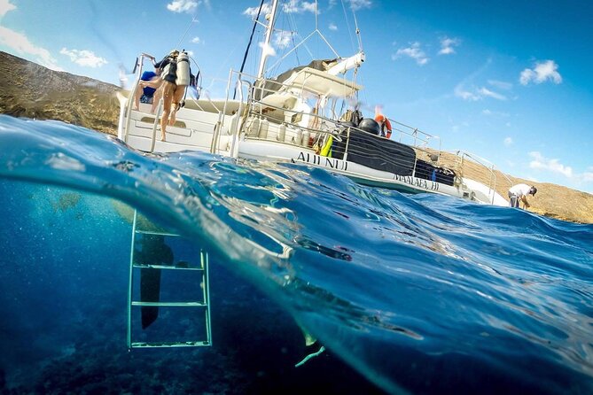 Turtles & Tacos Luxury Catamaran Snorkel - Whales in season and other possible sightings