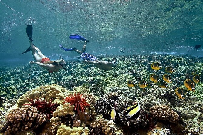 Turtles & Tacos Luxury Catamaran Snorkel - Who will enjoy this Maui snorkel trip?