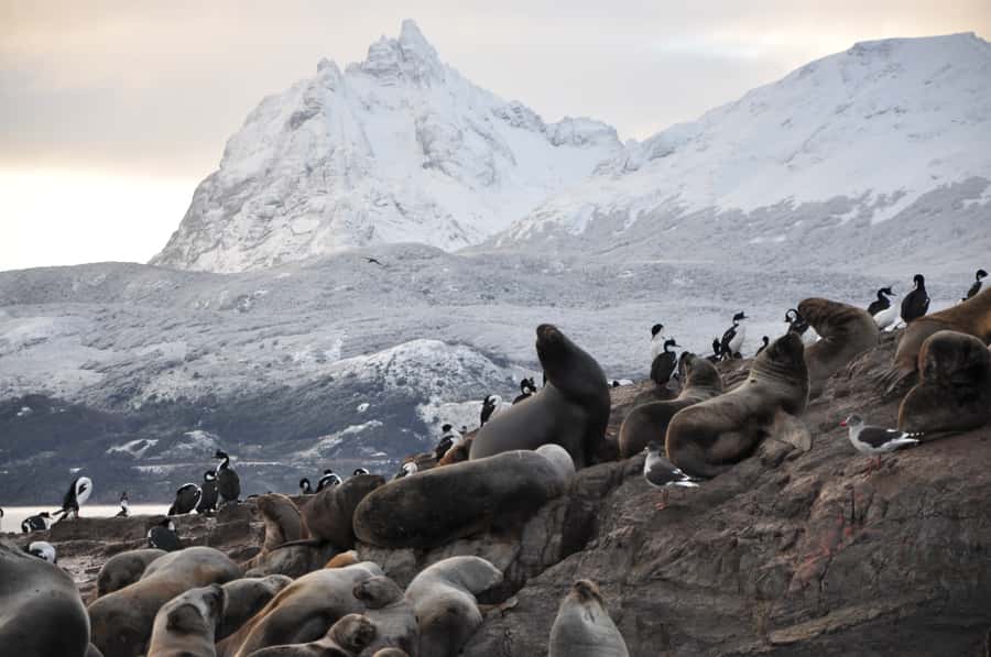 Ushuaia: Beagle Channel & Sea Wolves Island Catamaran Cruise - Key points at a glance