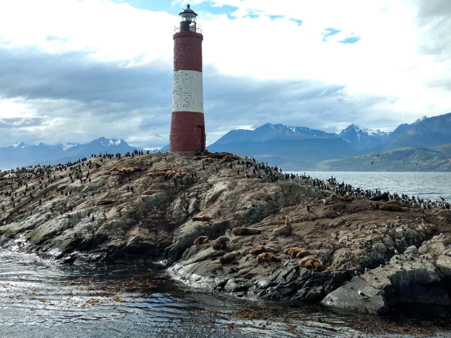 Ushuaia: Beagle Channel & Sea Wolves Island Catamaran Cruise - Bird Island and Tierra del Fuego’s seabirds