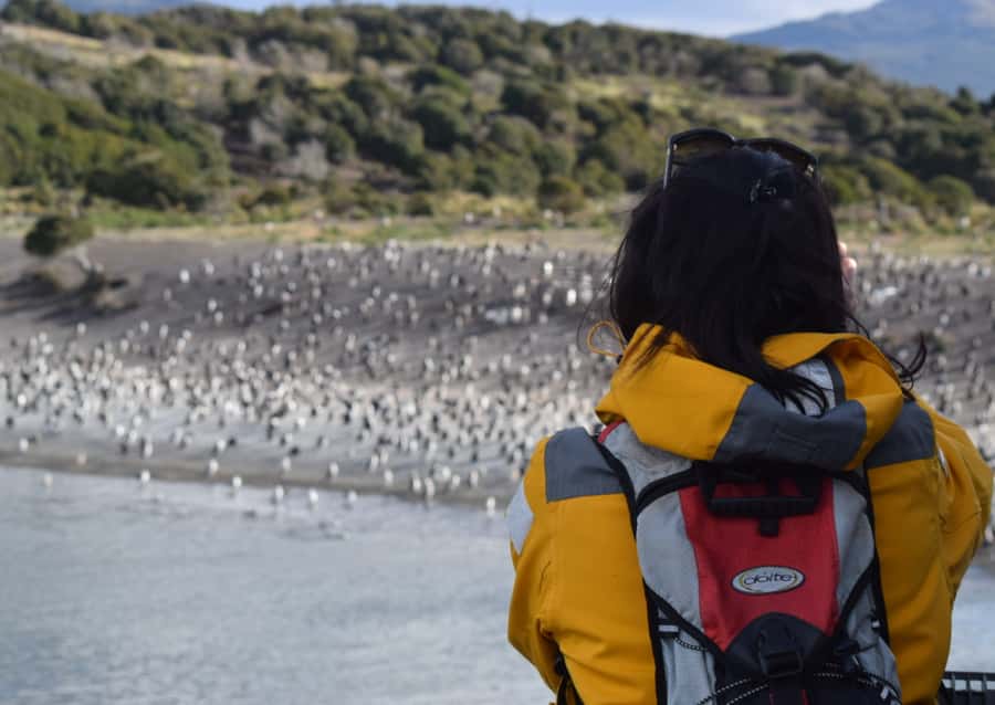 Ushuaia: Catamaran Sailing to Penguin Island - Key points to know before you book