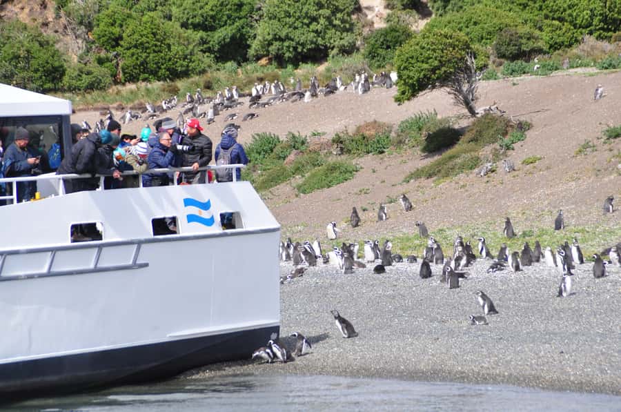 Ushuaia: Penguin Watching Tour by Catamaran - Ushuaia to Martillo Island: What the Five-Hour Cruise Covers