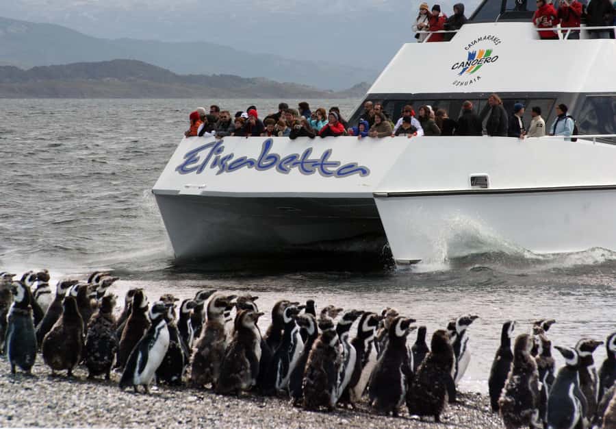 Ushuaia: Penguin Watching Tour by Catamaran - Bird Island and Sea Lion Island: The First Wildlife Stops