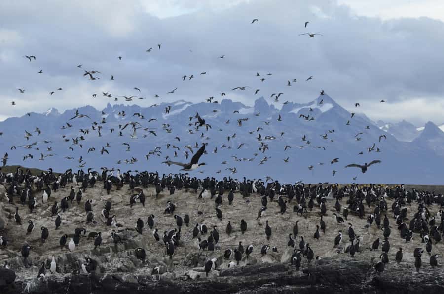 Ushuaia: Penguin Watching Tour by Catamaran - Martillo Island: The Penguin Highlight